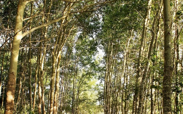 the lush Poplar fores
